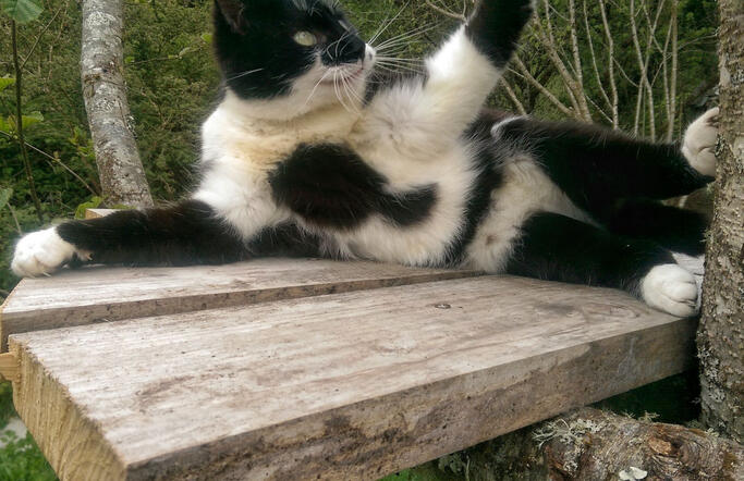 MaCat MaCat