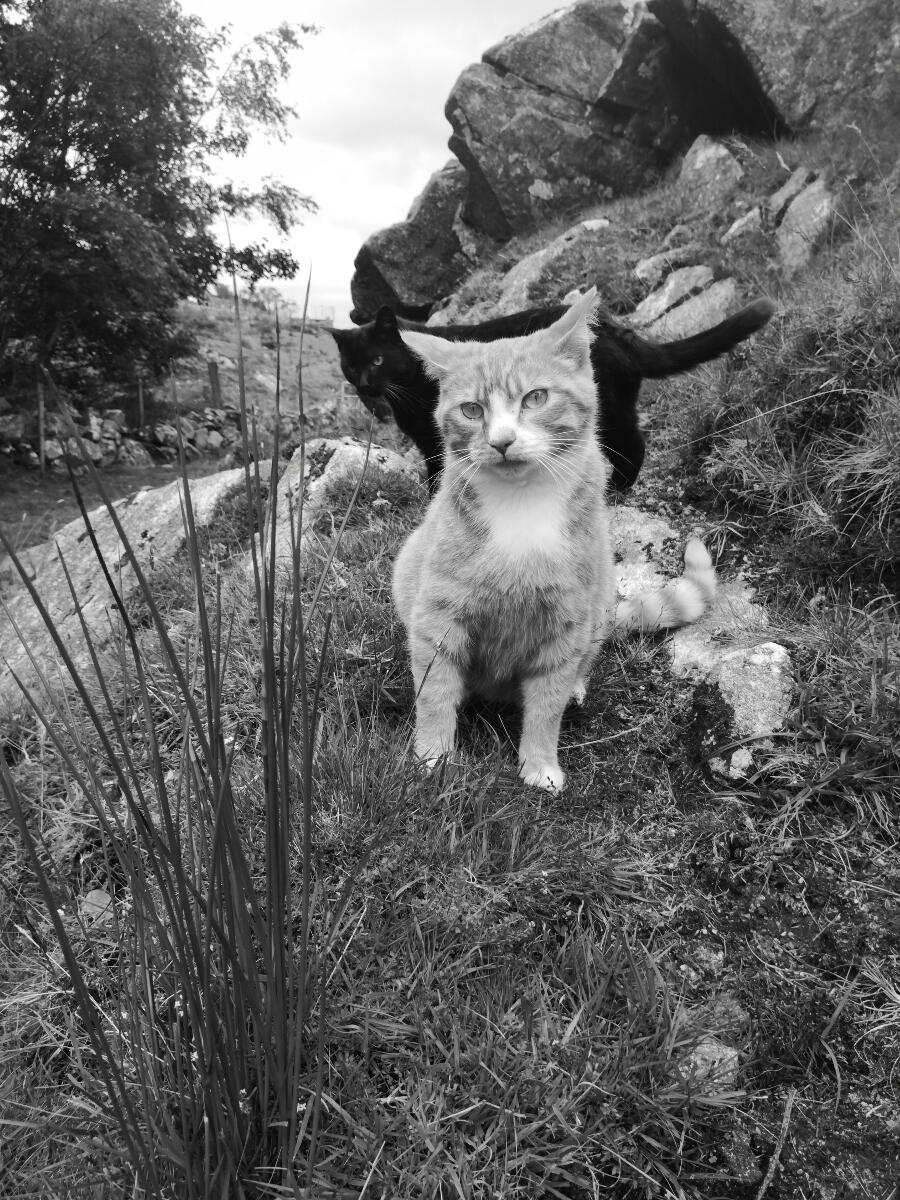 The Tribe of Ma